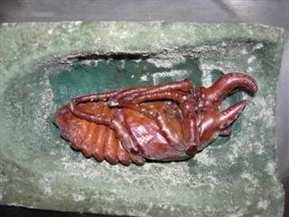actaeon_061222