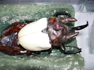 actaeon_061229