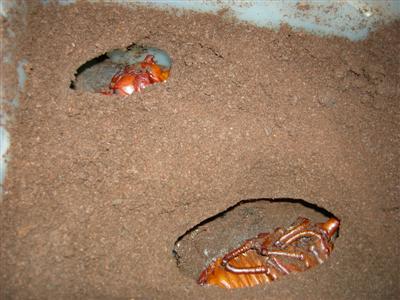 ramirezorum_061209