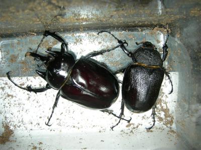 ramirezorum_070101
